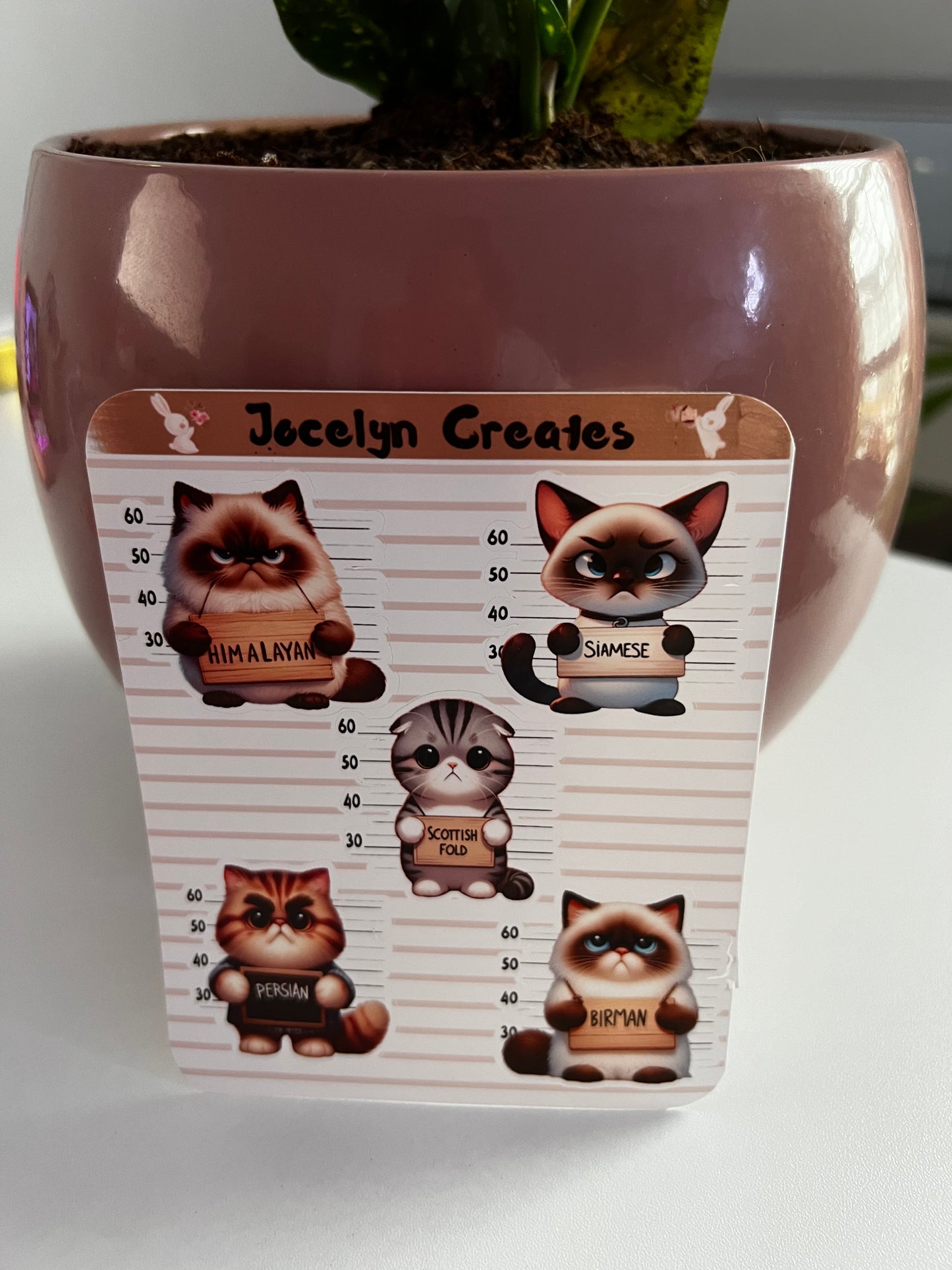 Angry Cats Sticker Sheet